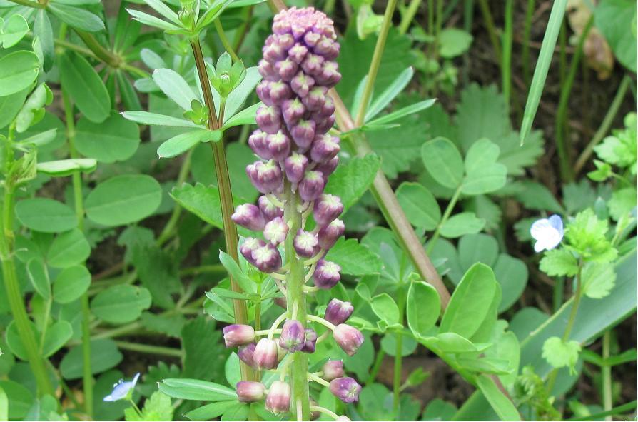 Fiore da determinare - Muscari sp.